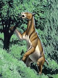 moropus