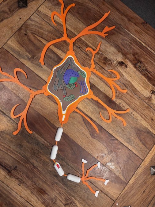 Neuron Puzzle