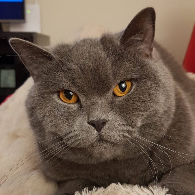 Gato British Shortair Hueforge