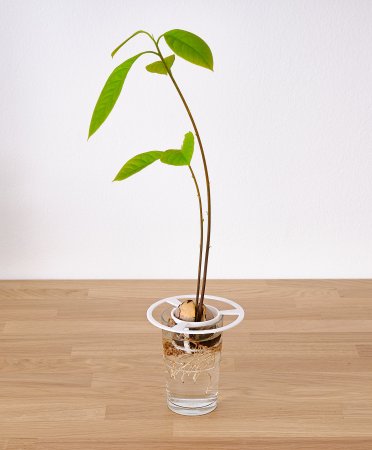 Avocado Seed Starter