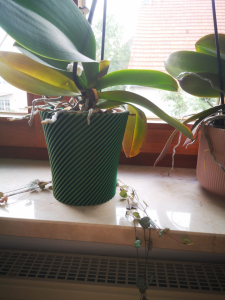 Orchid Pot Planter Vase