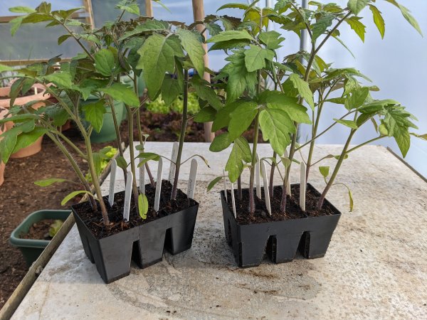 6 Cell Module Tray (Seed/Plug Tray)