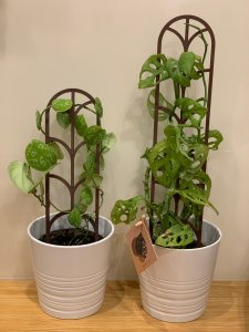Modular plant support / plant trellis