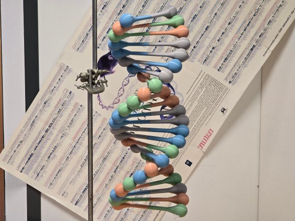Proportionnaly accurate magnetic DNA model