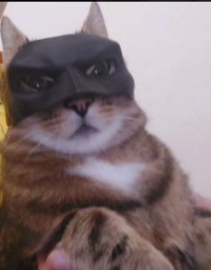 Bat-cat Batman cat mask