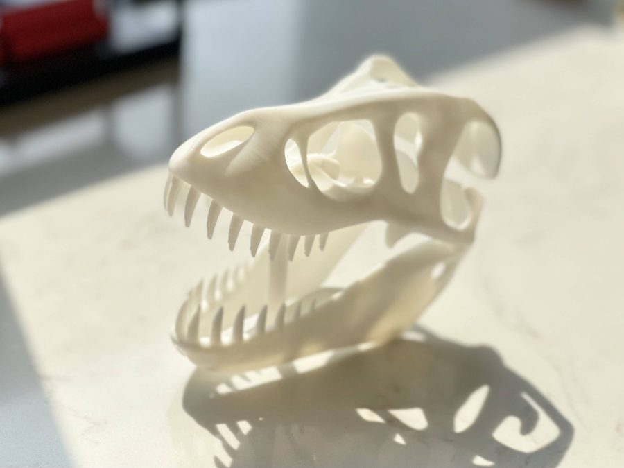 Dinosaur skull fossils