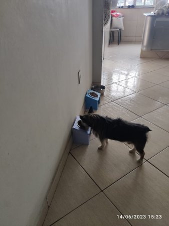 Ergonomic Pet Bowl Holder
