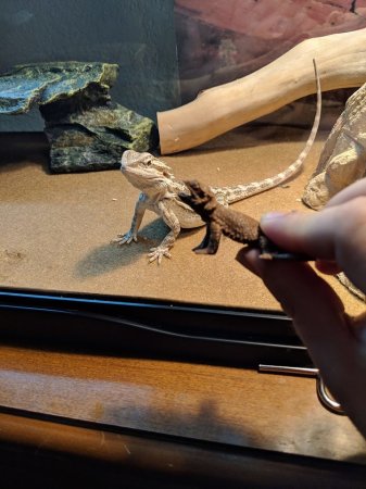 Bearded Dragon With Supports