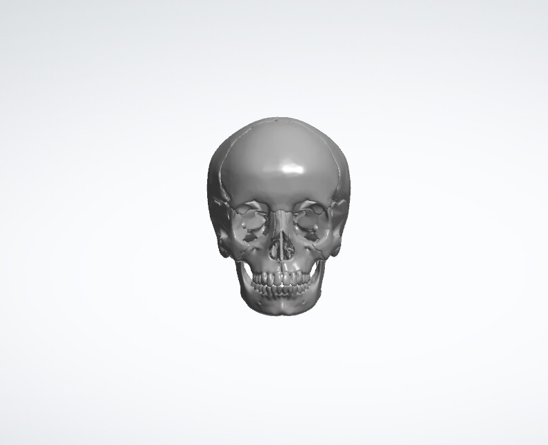 Skull Model