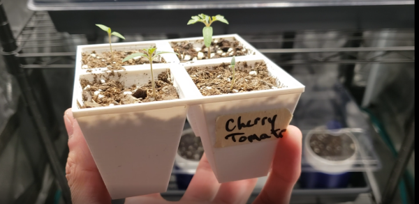 Simple 4x seed starter