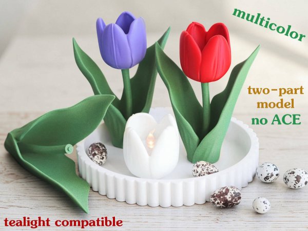 Tulip Multicolor (no ACE)