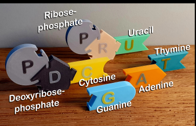 DNA Model