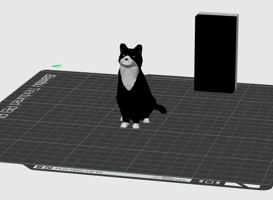 Black and white cat 奶牛猫
