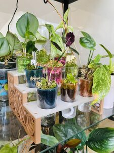 Mini Plants Display - Alocasia Corms growing cup holder - Propagation Rack - Painted eggs display ;)