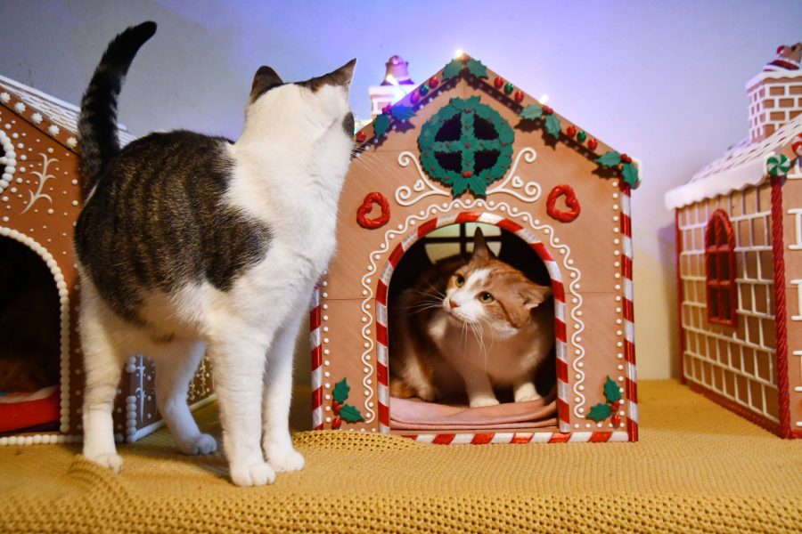 Gingerbread House Pet bed