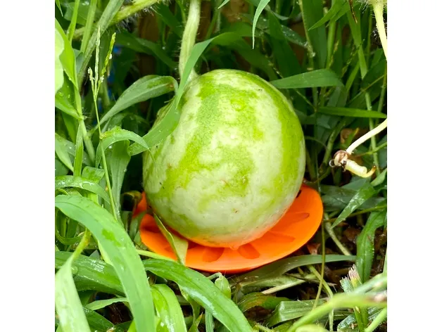 Watermelon / Melon / pumpkin / Gourd gardening cradle