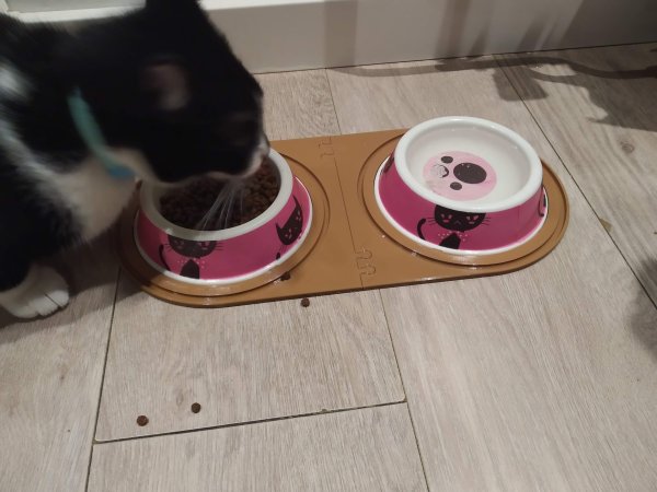 Pet Bowl Holder