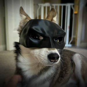 Cat/Dog Batman Mask